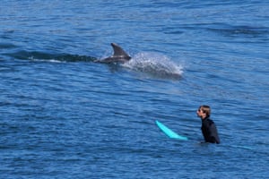 Um golfinho passa por um surfista enquanto eles compartilham a água do píer no Scripps Institution of Oceanography na Universidade da Califórnia, San Diego, EUA
