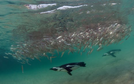 60,000 African penguins starve to death after sardine numbers collapse – study 60,000 African penguins starve to death after sardine numbers collapse – study