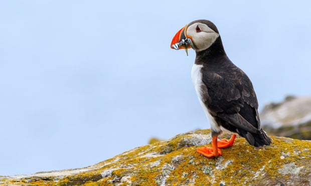 Seabirds nest in new spots on Farne Islands as Covid keeps people away Seabirds nest in new spots on Farne Islands as Covid keeps people away