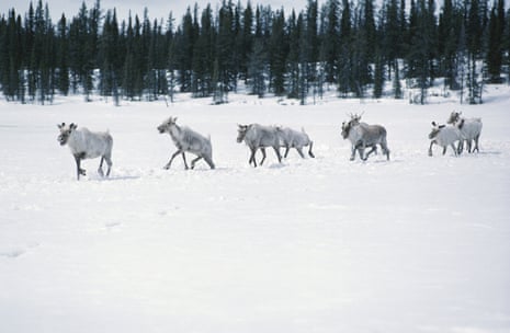 A migrating herd of caribou in Quebec.