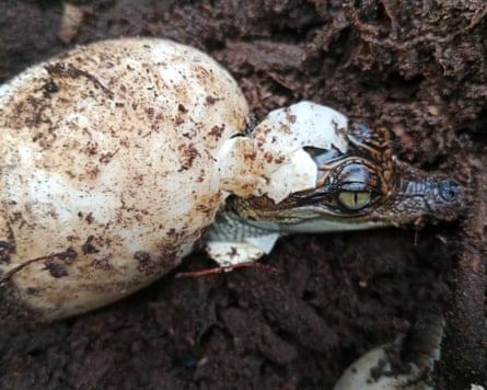 A Siamese crocodile hatchling emerges from an egg.