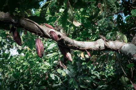 Purple-red pods hang from a tree branch.