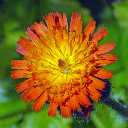Flower of fox-and-cubs hawkweed, Pilosella aurantiaca.