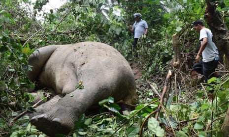 A Sumatran elephant killed by poachers in East Aceh, Indonesia.