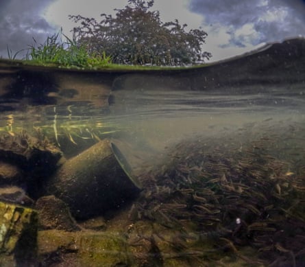 Underwater view of a sewer pipe discharging sediment into the River Brathay, with fish swarming nearby