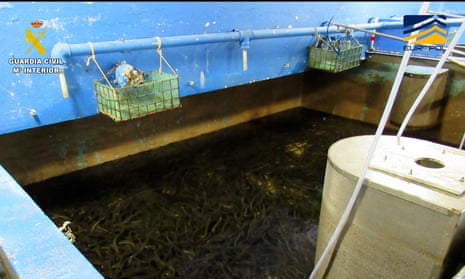 Elvers seized during a police operation against the illegal trafficking of baby eels