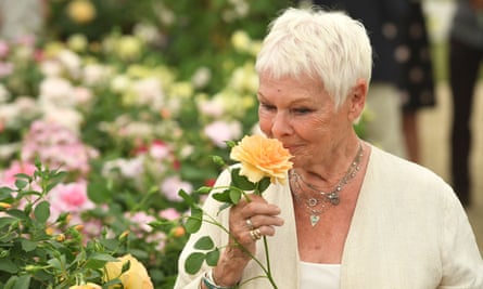 Dame Judi Dench holds a disease-resistant apricot rose named in her honour.