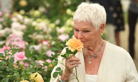 Lady Judi Dench trzyma odporną na choroby różę morelową nazwaną na jej cześć.