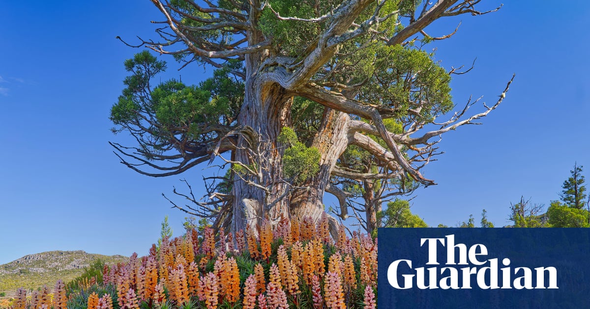 Jurassic-era trees have grown in Tasmania for millions of years. Now they face their biggest threat: fire