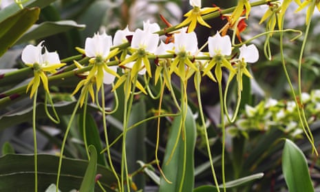 Angraecum longicalcar, a rare orchid only found in Madagascar.
