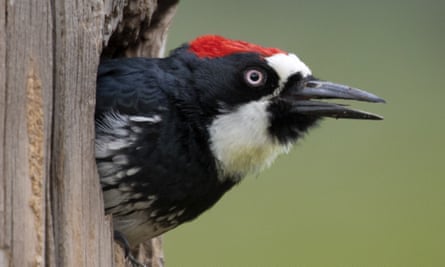 An acorn woodpecker looks out from its burrow.