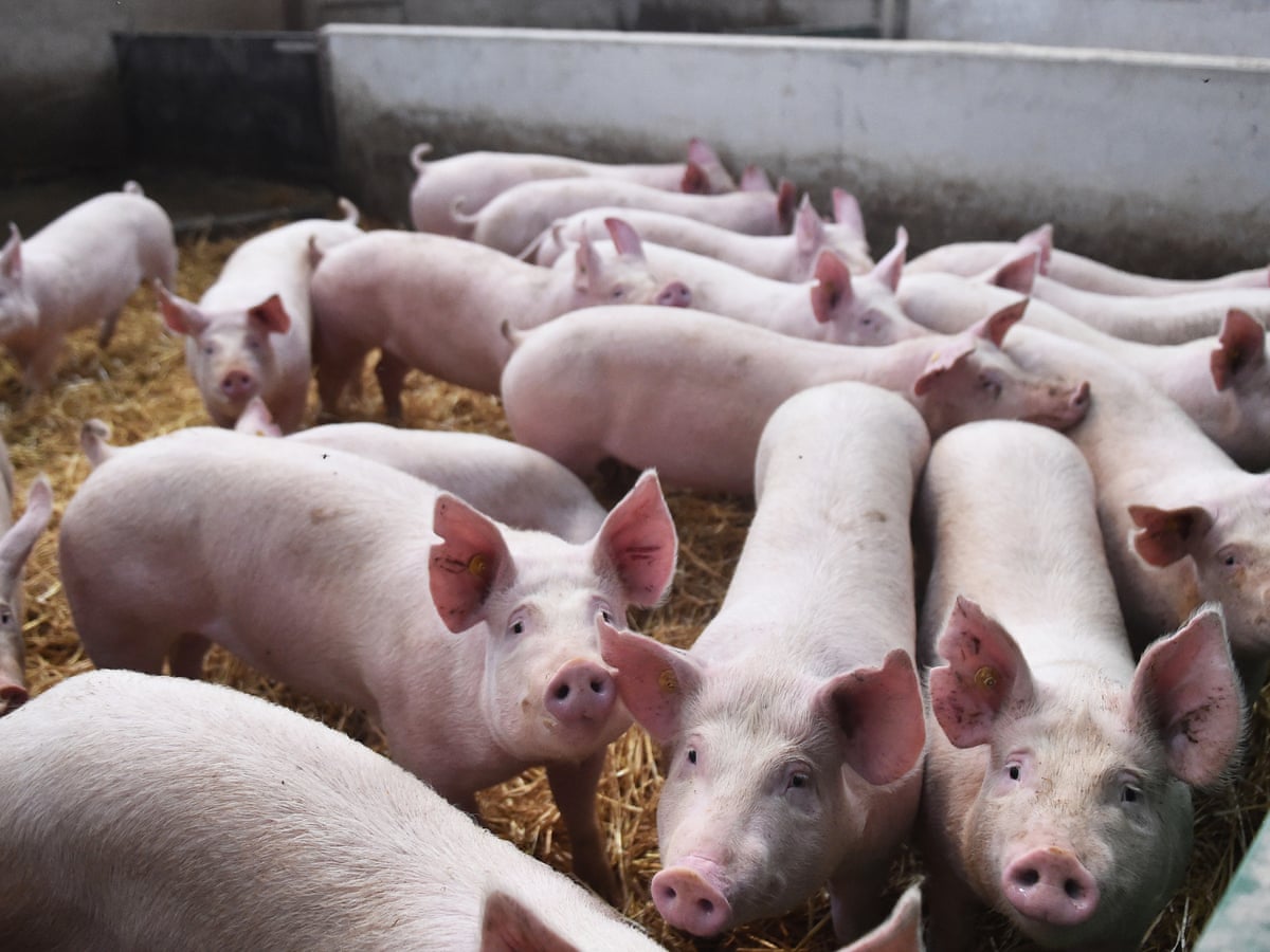 UK pig industry review announced as 200,000 animals stranded on farms |  Supply chain crisis | The Guardian