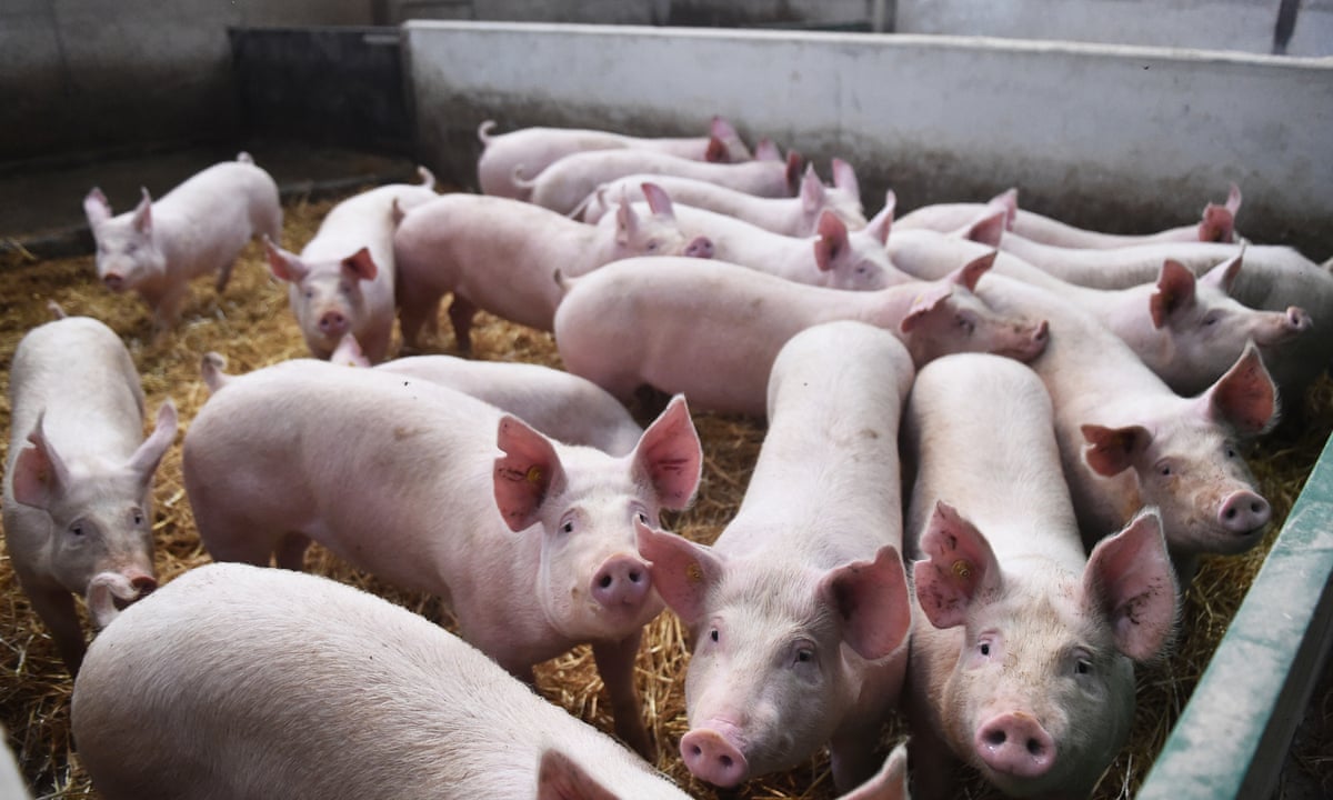 UK pig industry review announced as 200,000 animals stranded on farms |  Supply chain crisis | The Guardian