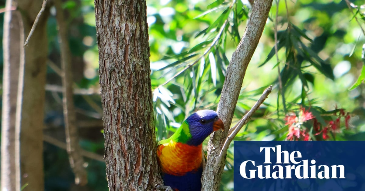 Counting crows (and cockatoos, and kookaburras): BirdLife Australia’s Aussie bird count takes flight for 2026