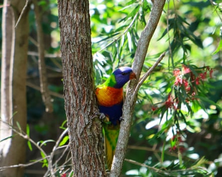 A rainbow lorikeet in a banksia tree