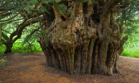 Ankerwycke or Magna Carta yew (Taxus baccata) near Runnymede, Windsor, a 2,000-year-old tree