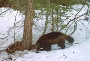A mountain wolverine in the Tahoe national forest, a rare sighting of the animal in California.