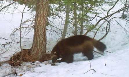 A mountain wolverine in the Tahoe National Forest near Truckee, California