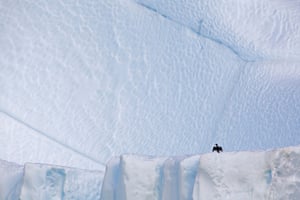Cormorant in Disko Bay, west Greenland
