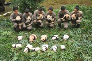 Panda cubs are presented the Shenshuping Base of the China Conservation and Research Centre for the Giant Panda