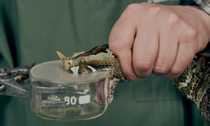 Poison is extracted from a living snake.