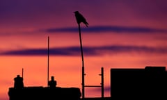 A hooded crow sits on a rooftop during sunset in Berlin