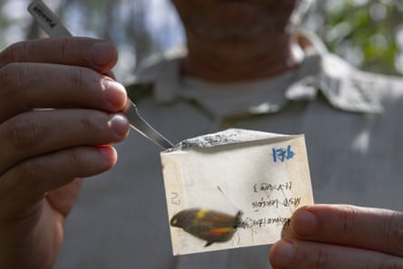 Hands holding forceps at the edge of a translucent envelope with a butterfly in it