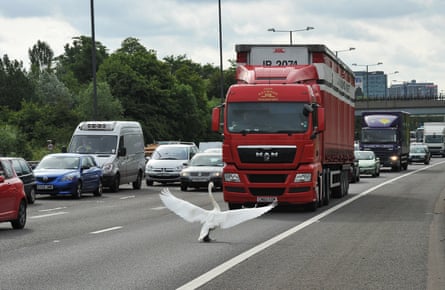 A swan holds up traffic near junction 3 of the M4 motorway, west of London, on 15 June 2011.