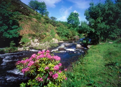 Stream running through Doone Valley on Exmoor, with pink rhododendron in foreground