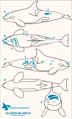 Damage discovered by researchers.