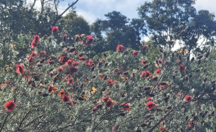Monarch butterflies roost by the roadside in Nannup.