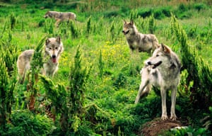 Eurasian grey wolves at the Highland Wildlife Park in Scotland.
