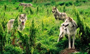 Eurasian grey wolves at the Highland Wildlife Park, Kingussie, Scotland.