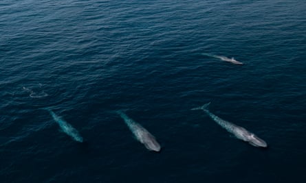 Four blue whales off the coast near the Margaret river, Western Australia.