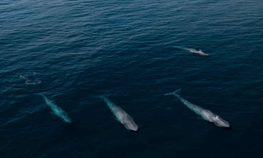 Four bluish whales disconnected the seashore adjacent the Margaret river, Western Australia.