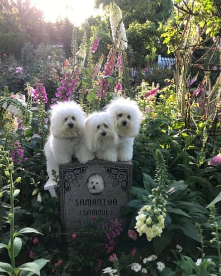 Streisand’s dogs Fanny (centre) and twins Violet and Scarlet by Sammie’s grave.
