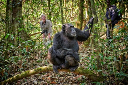 A man with binoculars around his neck watches a chimpanzee in a forest