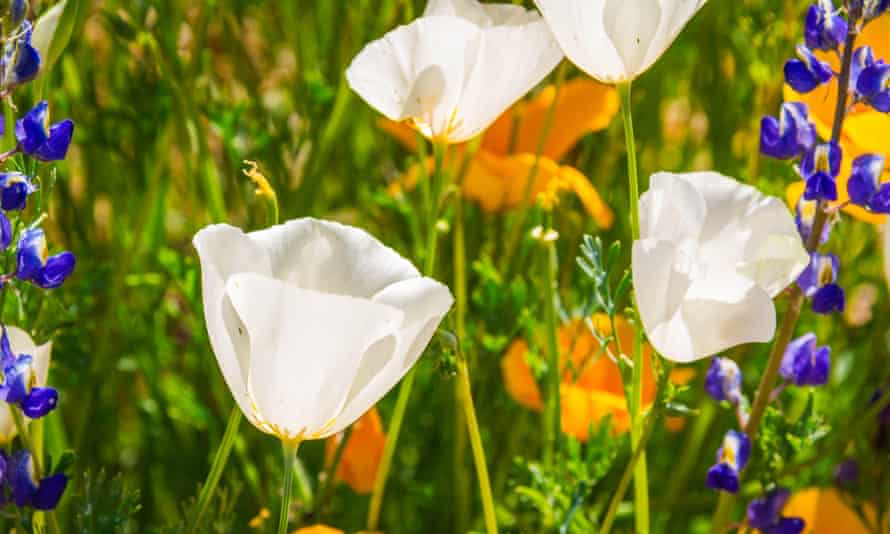 California Poppies in white