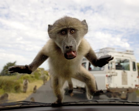 A baboon with its tongue sticking out looks through a windscreen
