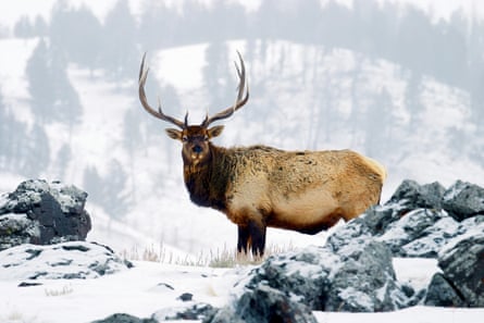 A bull elk in Wyoming. The animals are particularly vulnerable to the stress of human interaction during the winter.