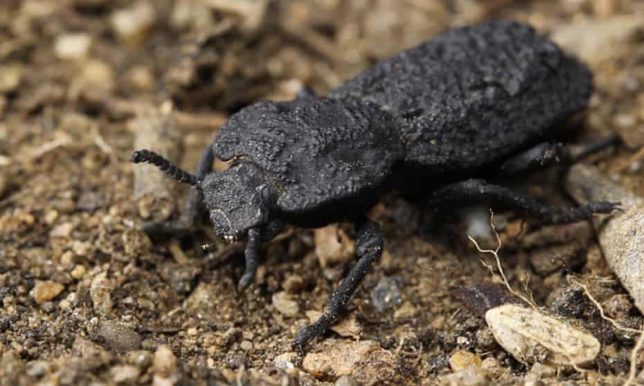 The diabolical ironclad beetle