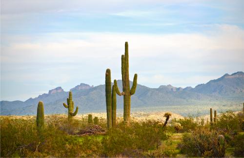 Carnegiea Gigantea, Mesa, ArizonaIt perturbed me somewhat that the only cultural reference point I possessed for this frame was the backdrops of the Roadrunner cartoons from the 1960s. I felt I needed to unlearn all those simplistic film tropes and to see the landscape as it truly was. This photo was taken on the ancestral home of the Maricopa People.
