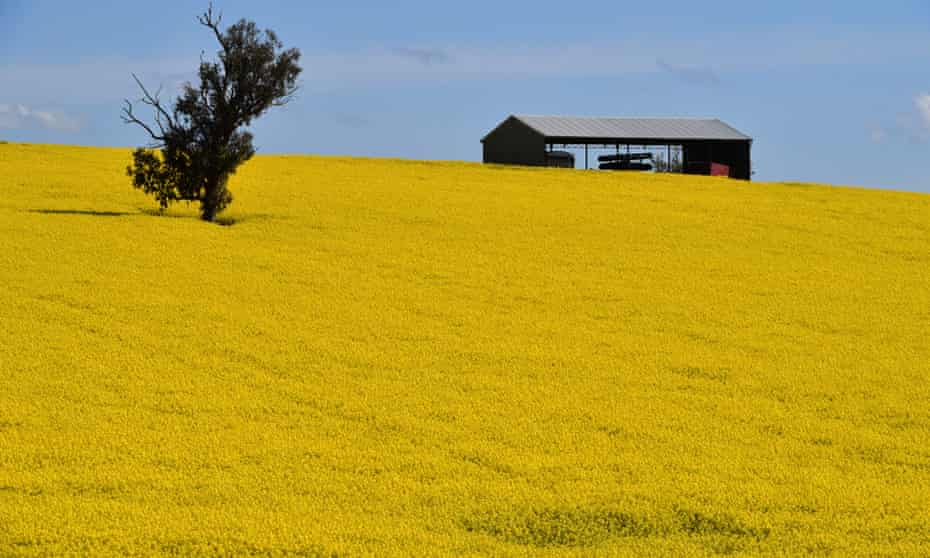 Canola crops near Harden, NSW