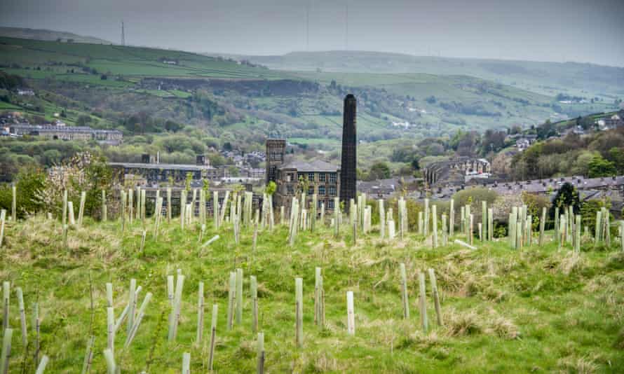 Saplings at Marsden, near Huddersfield, planted as part of the Northern Forest initiative.