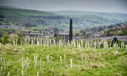Saplings at Marsden, near Huddersfield, planted as part of the Northern Forest initiative.