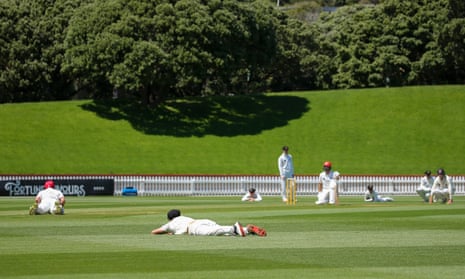 We saw everyone drop': bee swarm stops play in New Zealand cricket