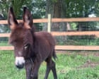 Georgia police officer put on leave after family’s pet donkey killed during search