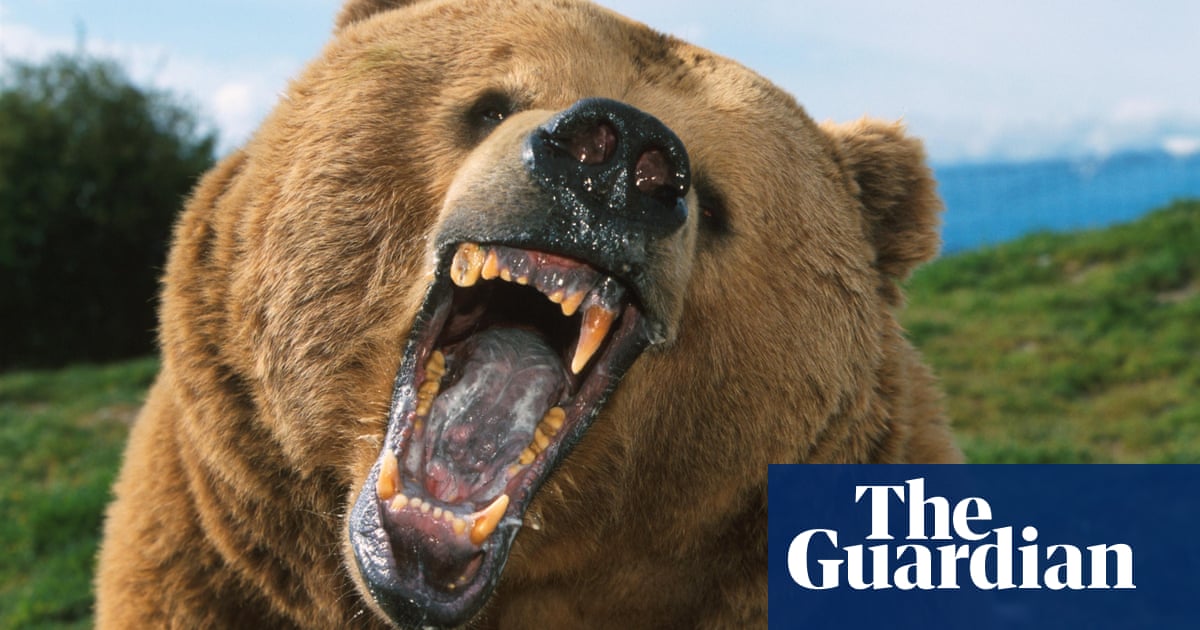 How to survive a bear encounter (and what to do if it all goes wrong), Wildlife