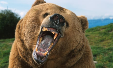 How to survive a bear encounter (and what to do if it all goes wrong) |  Wildlife | The Guardian