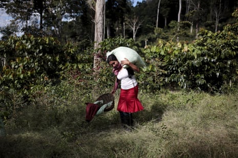 A coffee picker carries sacks of coffee cherries at a plantation in the Nogales farm in Jinotega, Nicaragua.